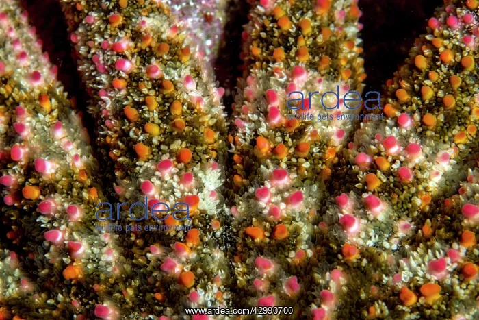 : Gulf Sun Star : Gulf Sun Star