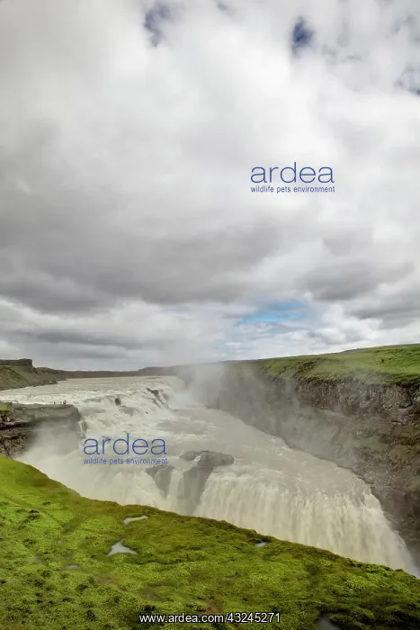 : Gulfoss Waterfall, (The Golden Waterfall) : Gulfoss Waterfall, (The Golden Waterfall)