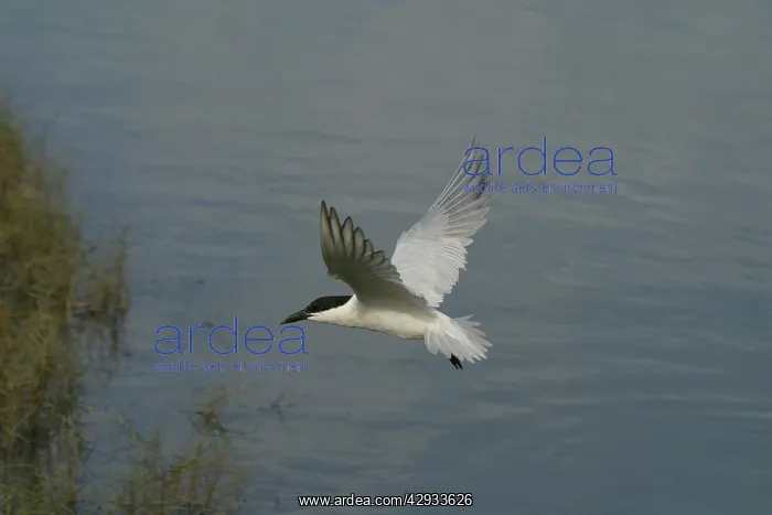 : Gull-billed Tern : Gull-billed Tern