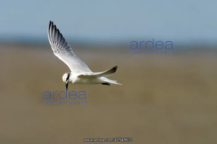 : Gull-billed Tern : Gull-billed Tern