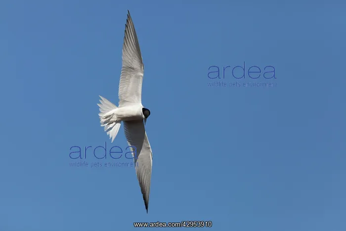 : Gull-billed Tern - adult bird in flight : Gull-billed Tern - adult bird in flight