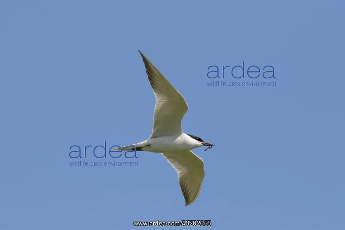 : Gull-billed tern - adult tern in flight - Wadden : Gull-billed tern - adult tern in flight - Wadden