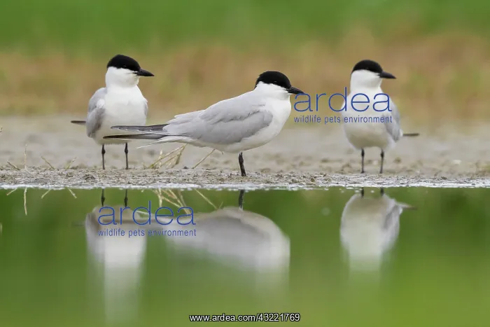 : Gull-billed Tern (Gelochelidon nilotica), three : Gull-billed Tern (Gelochelidon nilotica), three