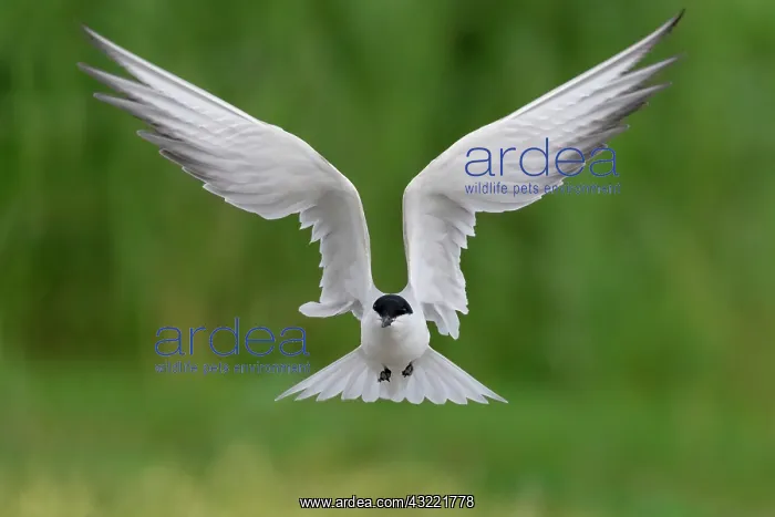 : Gull-billed Tern (Gelochelidon nilotica), front : Gull-billed Tern (Gelochelidon nilotica), front