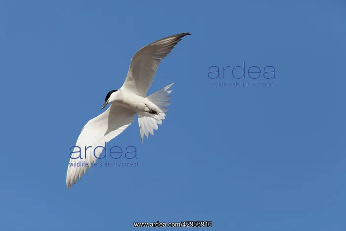 : Gull-billed Tern - single adult bird in flight : Gull-billed Tern - single adult bird in flight