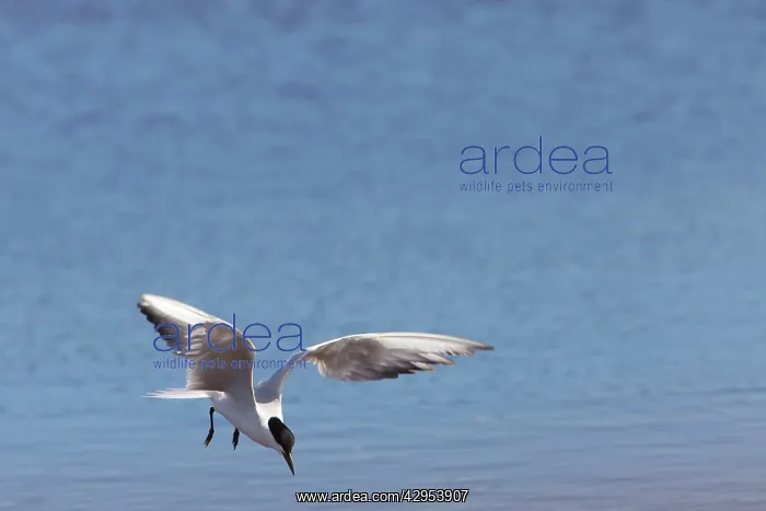: Gull-billed Tern - single adult bird in flight fishing : Gull-billed Tern - single adult bird in flight fishing