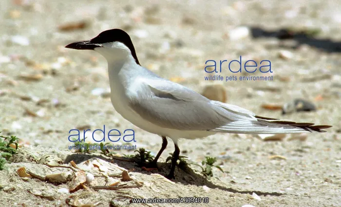 : Gull-billed Tern (Sterna nilotica) : Gull-billed Tern (Sterna nilotica)