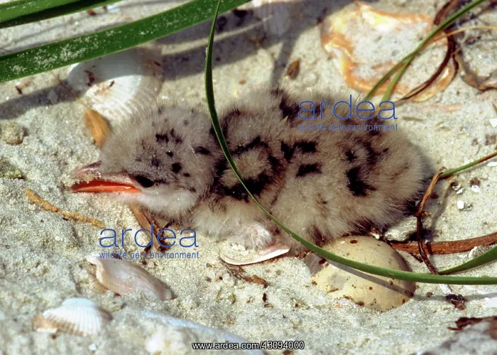 : Gull-billed Tern (Sterna nilotica) chick in nest : Gull-billed Tern (Sterna nilotica) chick in nest