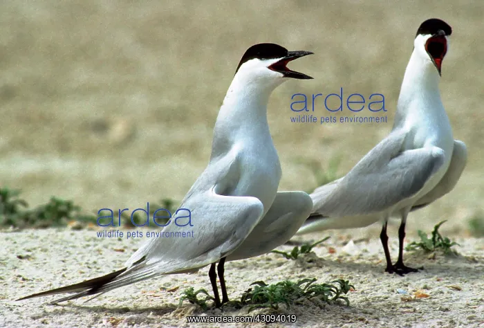 : Gull-billed Terns (Sterna nilotica) courting : Gull-billed Terns (Sterna nilotica) courting
