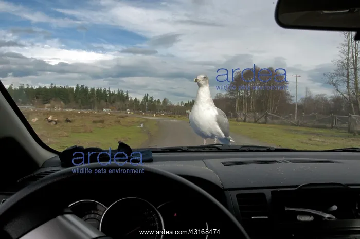 : Gull on Car Hood : Gull on Car Hood