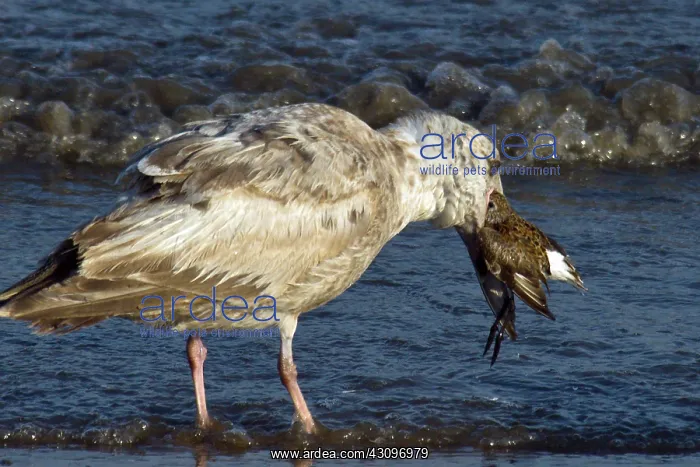 : Gull eating Plover : Gull eating Plover