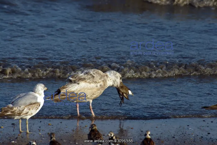 : Gull eating Plover : Gull eating Plover