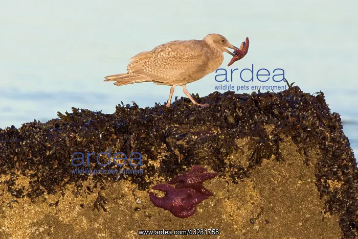: Gull feeding on purple sea stars, Stanley : Gull feeding on purple sea stars, Stanley