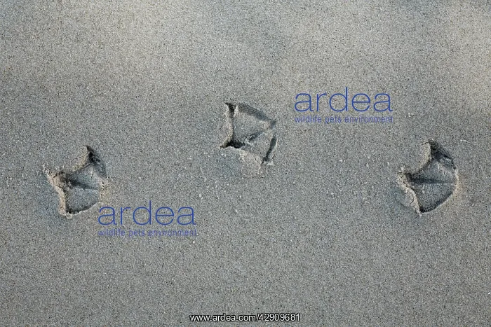: Gull - footprints - in sand on beach : Gull - footprints - in sand on beach