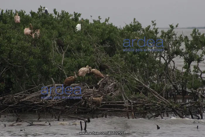 : Gull Island, Louisiana : Gull Island, Louisiana