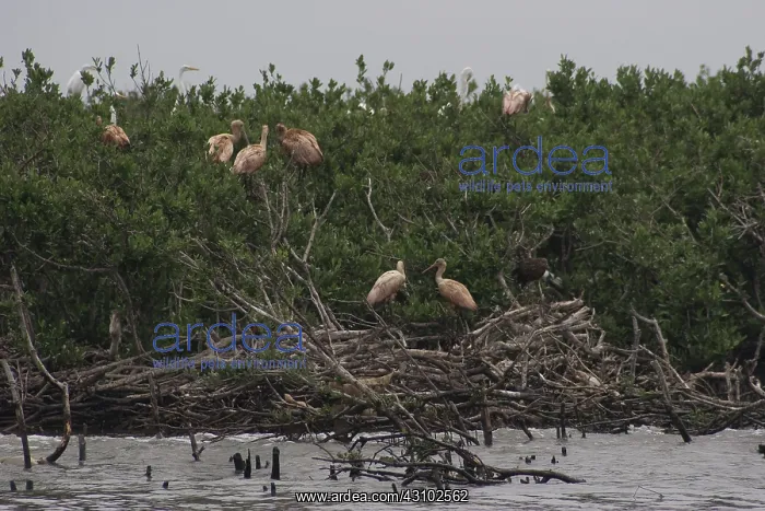 : Gull Island, Louisiana : Gull Island, Louisiana