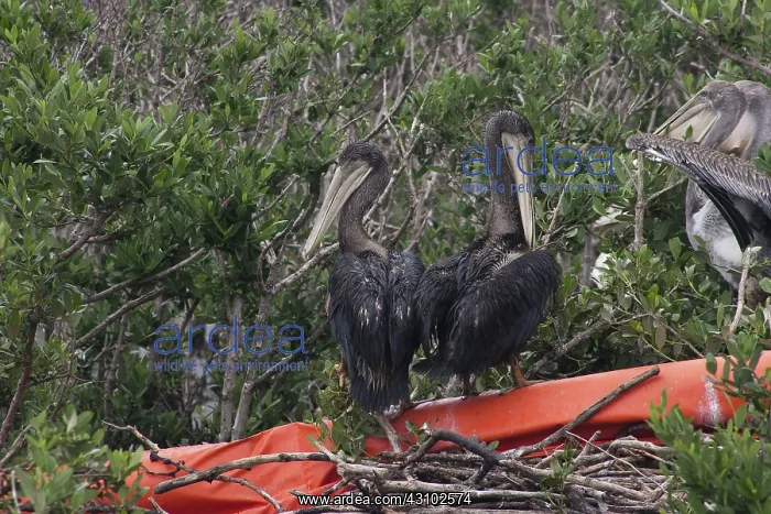 : Gull Island, Louisiana : Gull Island, Louisiana