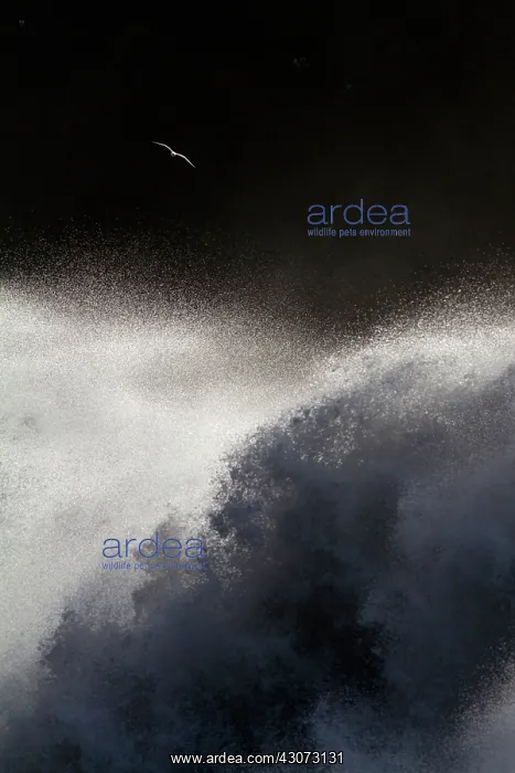: Gull (Larus sp) flying over the ocean unleashed : Gull (Larus sp) flying over the ocean unleashed