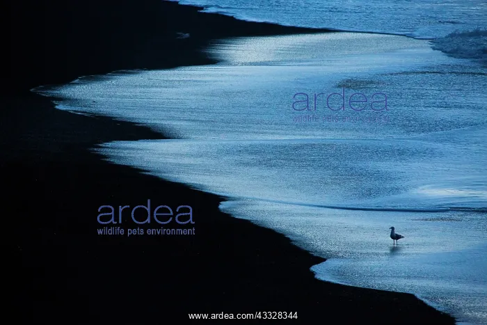 : Gull (Larus sp) silhouette on black lava beach in : Gull (Larus sp) silhouette on black lava beach in