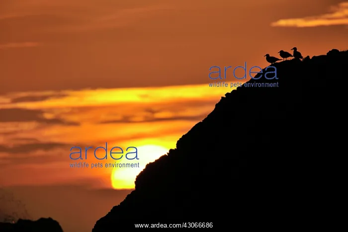 : Ant. Gull (sp.) silhouette sitting on a rock at sunset : Ant. Gull (sp.) silhouette sitting on a rock at sunset