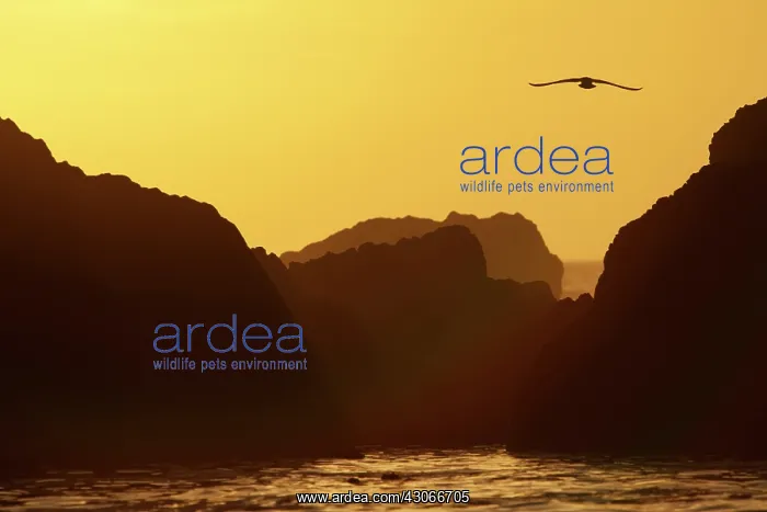 : Ant. Gull (sp.) silhouette at sunset : Ant. Gull (sp.) silhouette at sunset