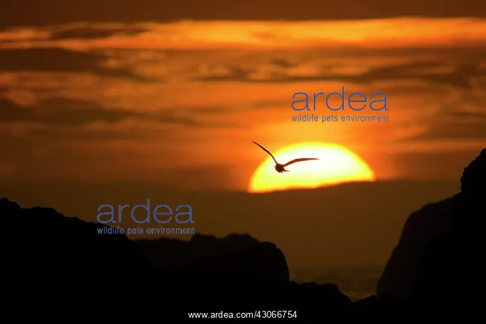 : Ant. Gull (sp.) silhouette at sunset : Ant. Gull (sp.) silhouette at sunset