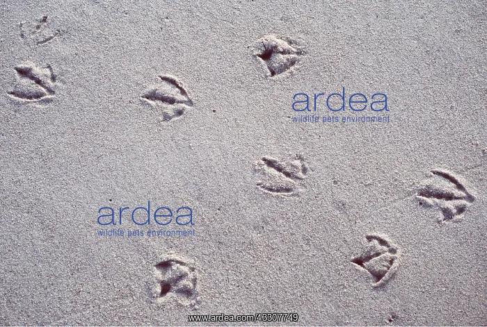 : GULL - Tracks in sand : GULL - Tracks in sand