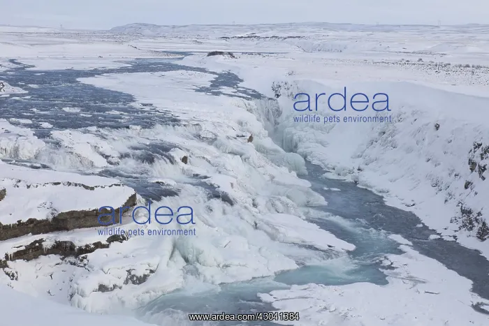 : Gullfoss / Golden Falls icy waterfall in winter : Gullfoss / Golden Falls icy waterfall in winter