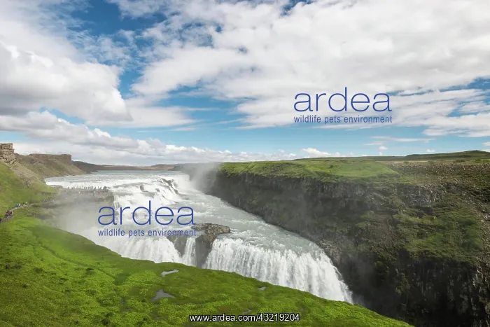 : Gullfoss waterfall, Hvita river, Iceland, Europe : Gullfoss waterfall, Hvita river, Iceland, Europe
