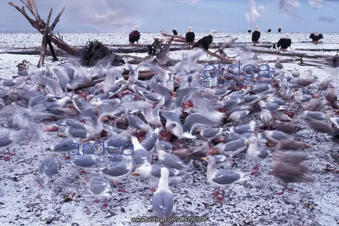 : Gulls and Eagles : Gulls and Eagles