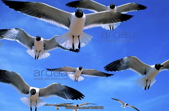 : Gulls in flight : Gulls in flight