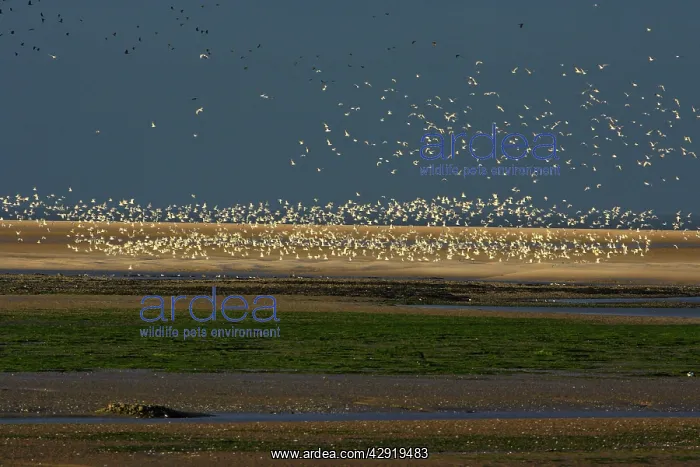 : Gulls - flying across Budle Bay Wildfowl Reserve at sunset : Gulls - flying across Budle Bay Wildfowl Reserve at sunset