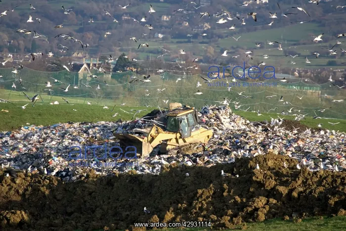 : Gulls at landfill site : Gulls at landfill site
