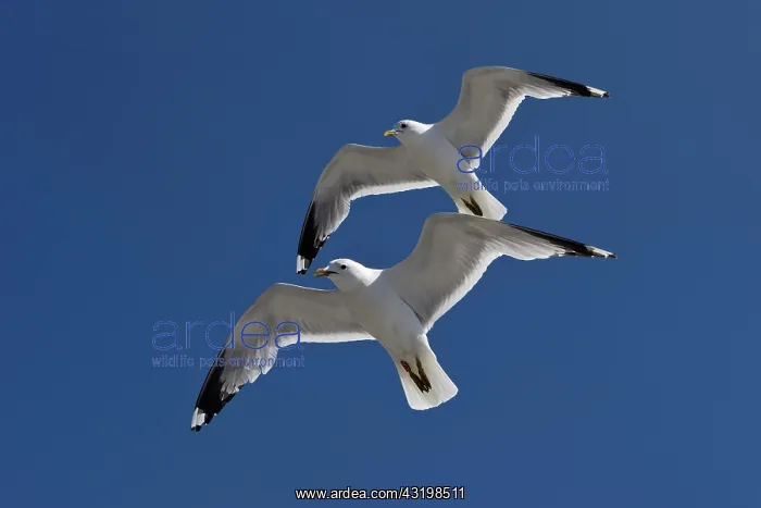 : Two Gulls (Larus canus) flying synchronously with : Two Gulls (Larus canus) flying synchronously with