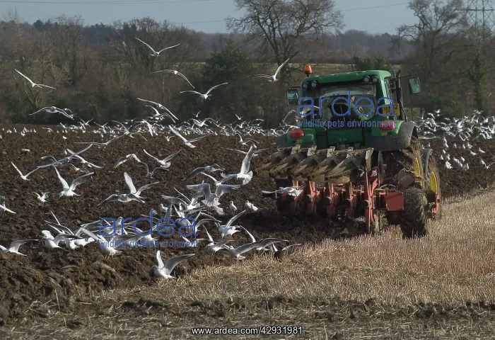 : GULLS (mostly Black-headed in winter plumage) : GULLS (mostly Black-headed in winter plumage)