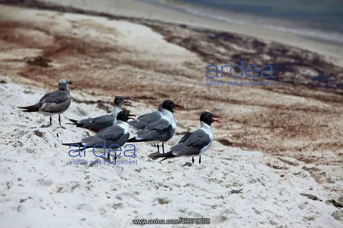: Gulls on oily beach : Gulls on oily beach