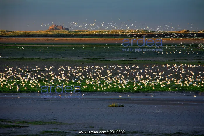 : Gulls Resting - on estuary at low tide : Gulls Resting - on estuary at low tide