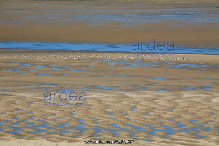 : Gulls - resting at low tide in Budle Bay Wildfowl Reserve : Gulls - resting at low tide in Budle Bay Wildfowl Reserve