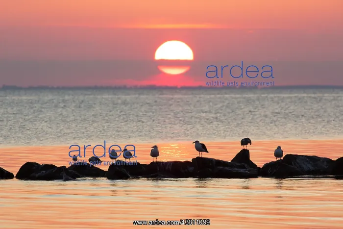 : Gulls resting on stones in the sea in the sunset : Gulls resting on stones in the sea in the sunset
