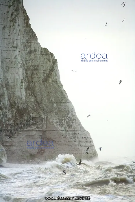 : Gulls - over rough seas at the foot of the Seven Sisters : Gulls - over rough seas at the foot of the Seven Sisters