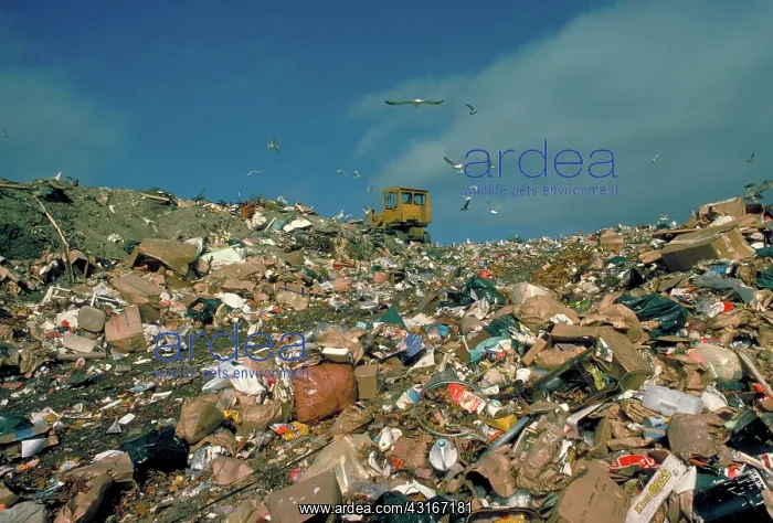 : Gulls and town dump : Gulls and town dump