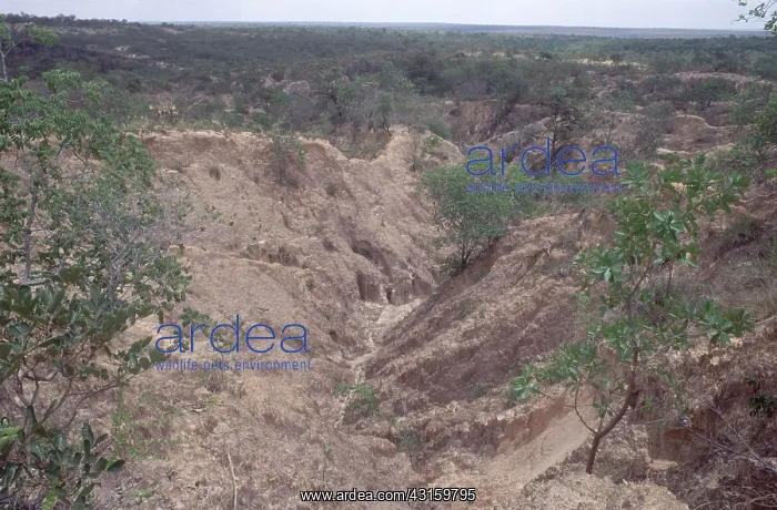 : Gully Erosion : Gully Erosion
