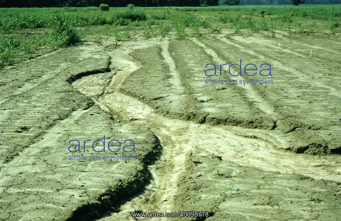 : Gully Erosion of Field : Gully Erosion of Field