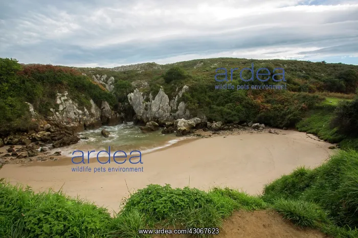 : Gulpiyuri beach. Llanes-Asturias (Spain) : Gulpiyuri beach. Llanes-Asturias (Spain)