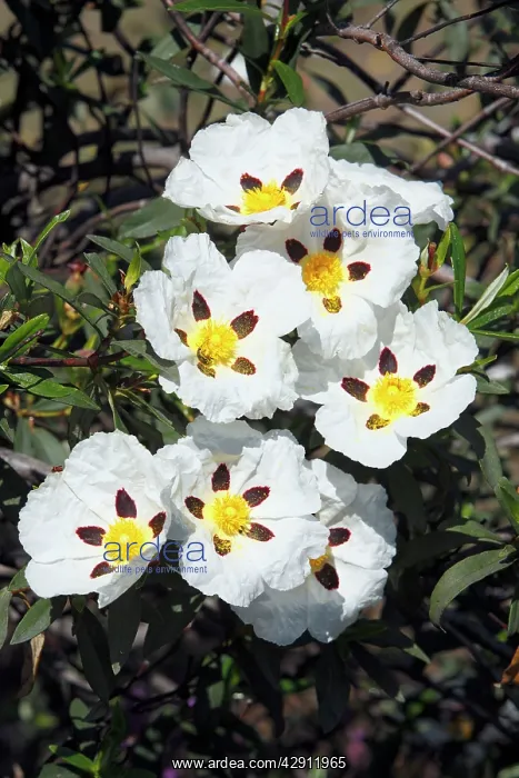 : Gum Cicstus - flowers : Gum Cicstus - flowers