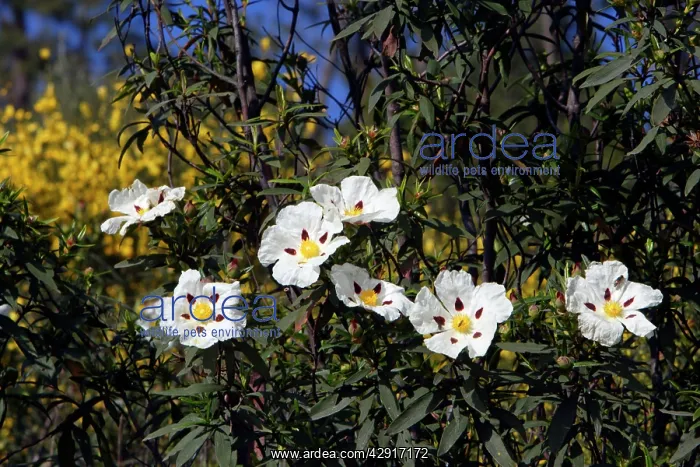 : Gum Cistus - flowering bush : Gum Cistus - flowering bush
