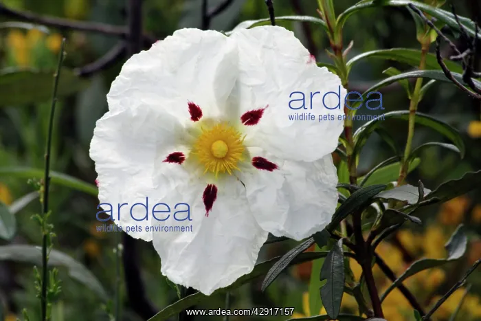 : Gum Cistus - single blossom : Gum Cistus - single blossom