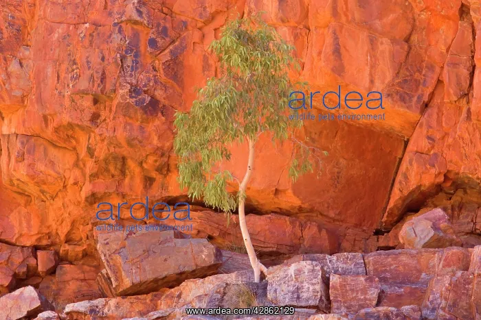 : Gum Tree growing in rock wall - a small gum tree : Gum Tree growing in rock wall - a small gum tree