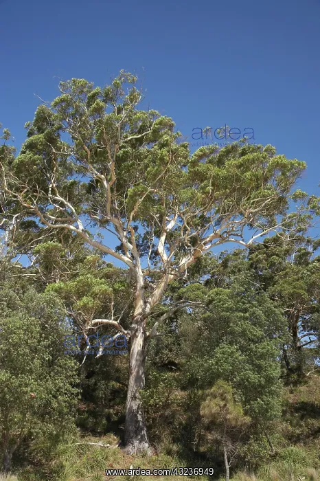 : Gum Tree, Murrays Beach, Booderee National : Gum Tree, Murrays Beach, Booderee National