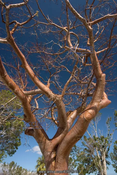 : Gumbo-limbo tree / Tourist tree : Gumbo-limbo tree / Tourist tree
